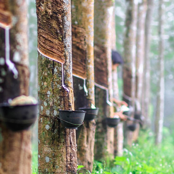 Rubber Plantation