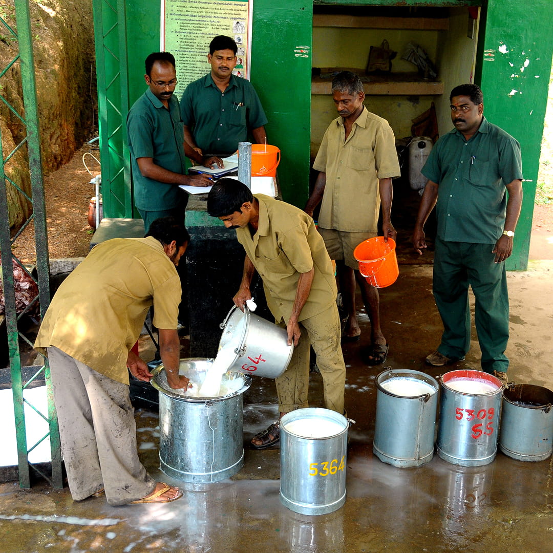 റബ്ബർ ടാപ്പിംഗ്