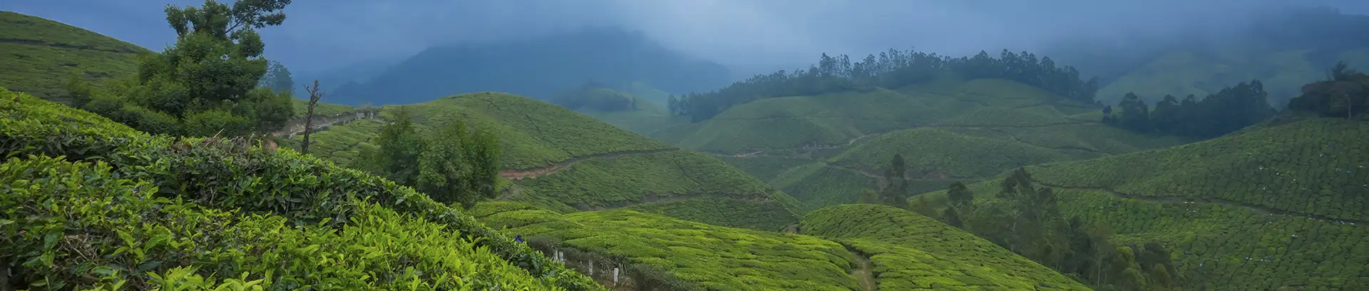 Plantation Background
