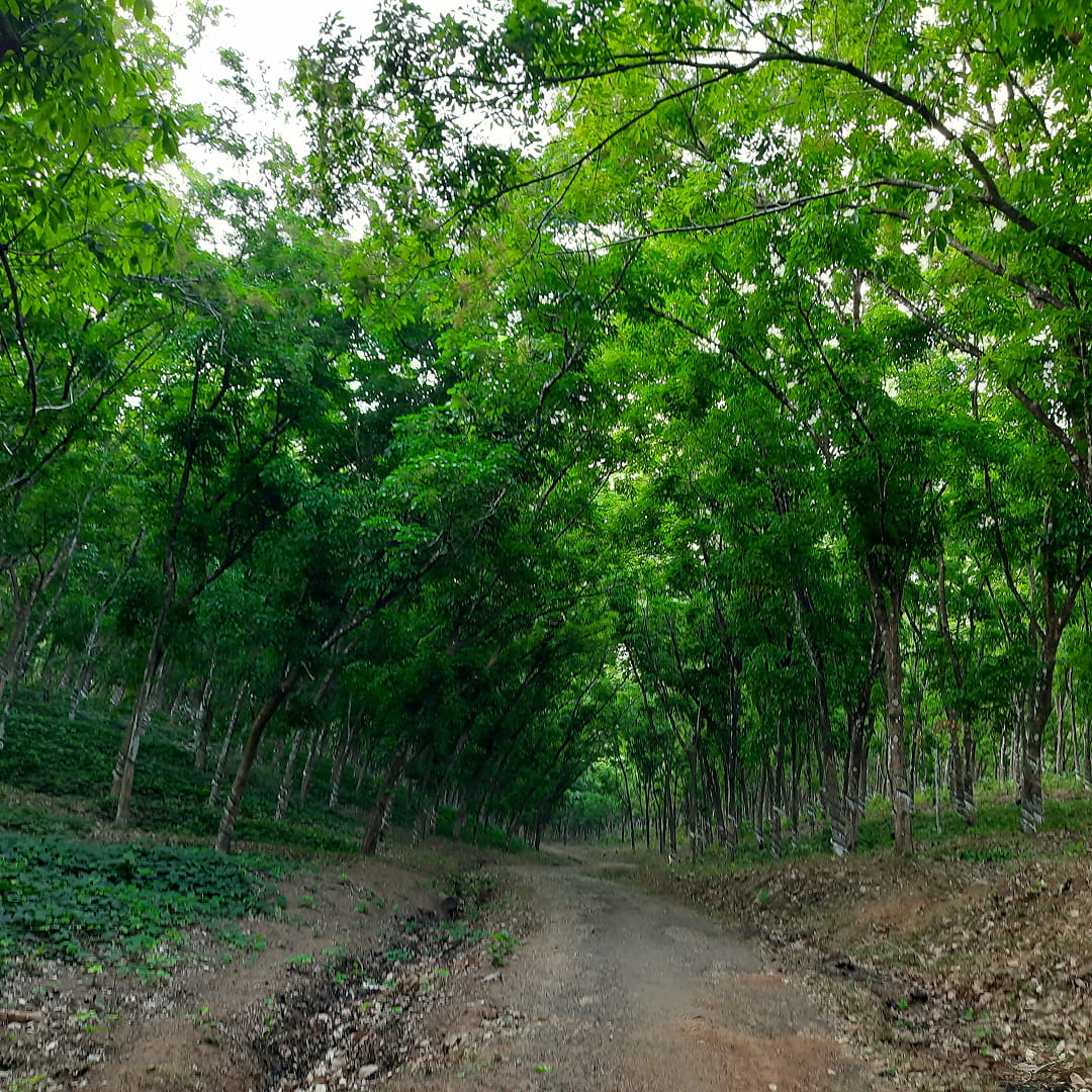 റബ്ബർ ടാപ്പിംഗ്