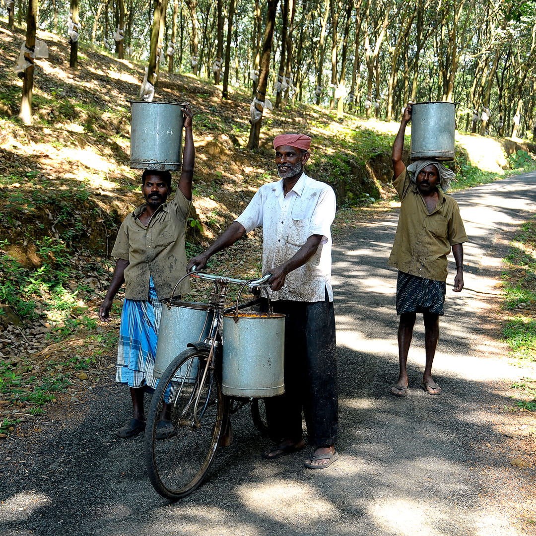 ലാറ്റക്സ് ഉൽപ്പാദനം